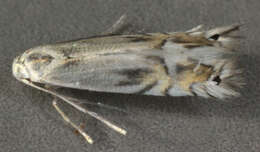 Image of Phyllocnistis unipunctella (Stephens 1834)