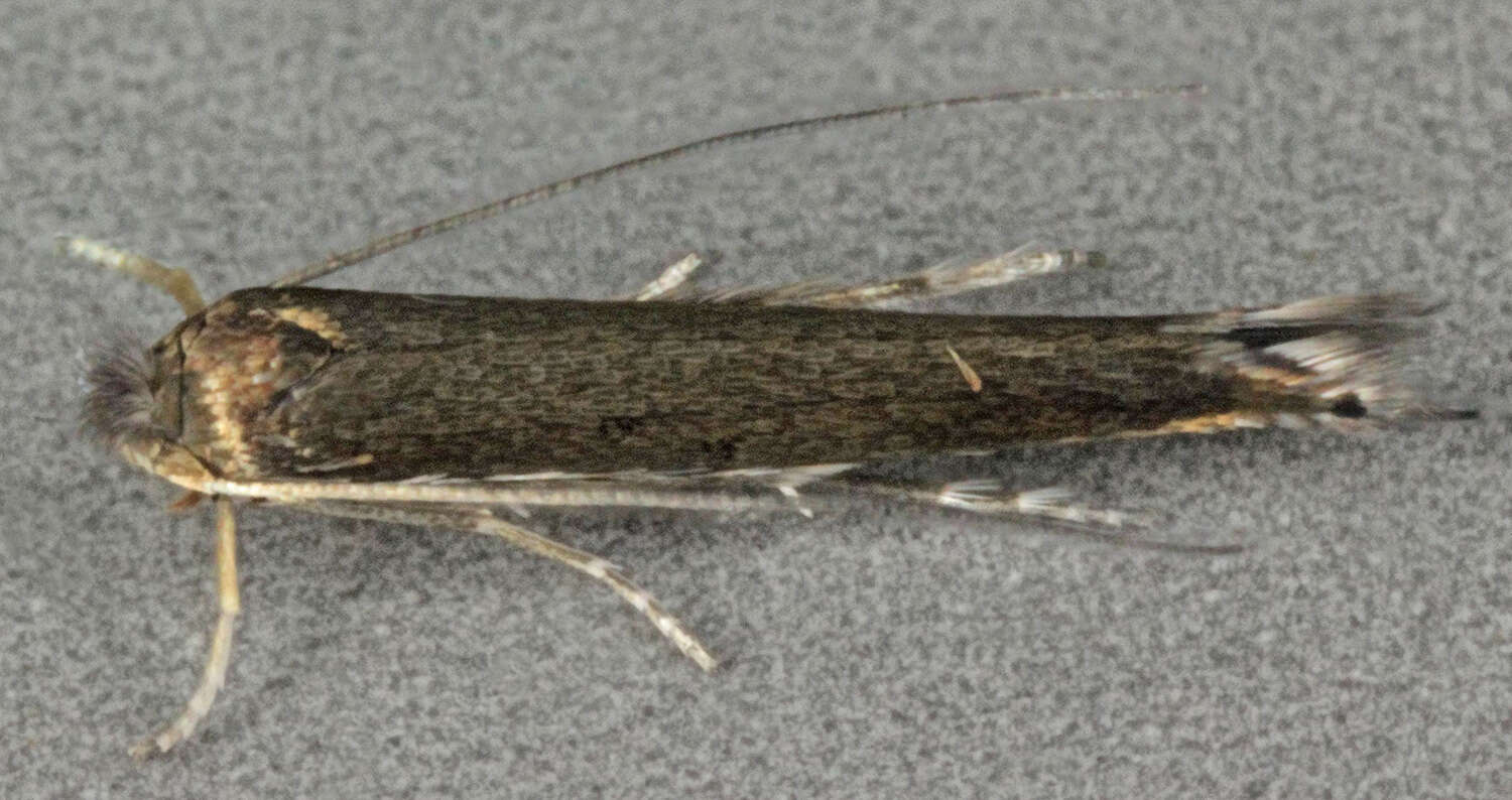 Image of apple leaf miner