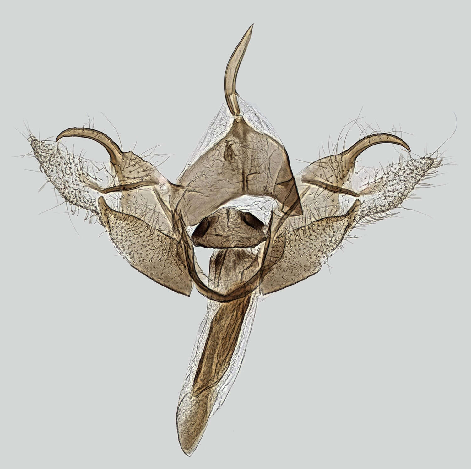 Image of Epermenia falciformis