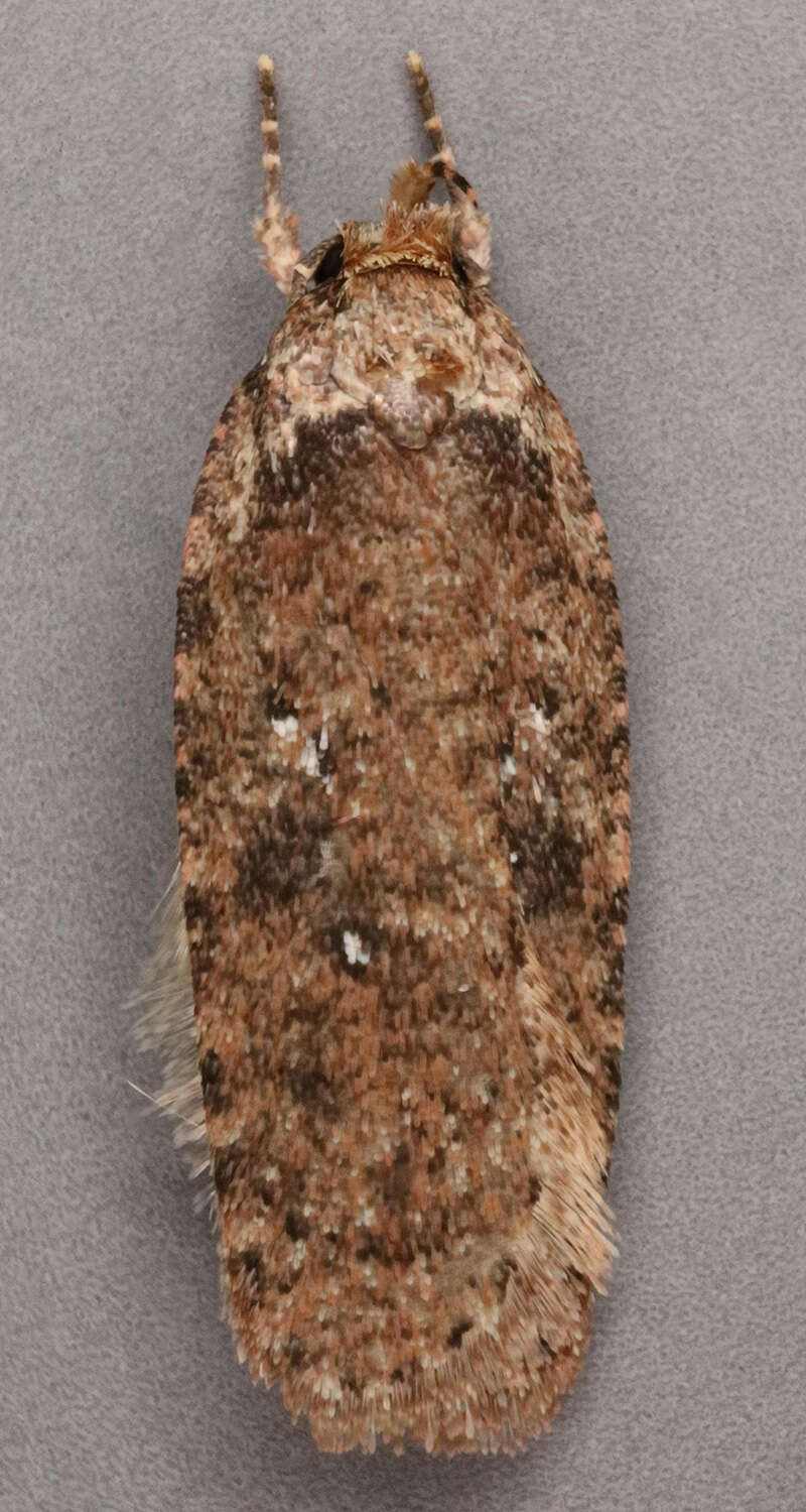 Image of Agonopterix heracliana Linnaeus 1758