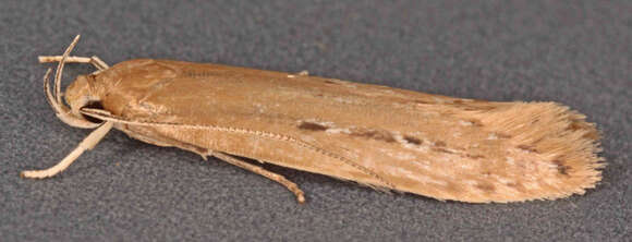 Image of Limnaecia phragmitella Stainton 1851