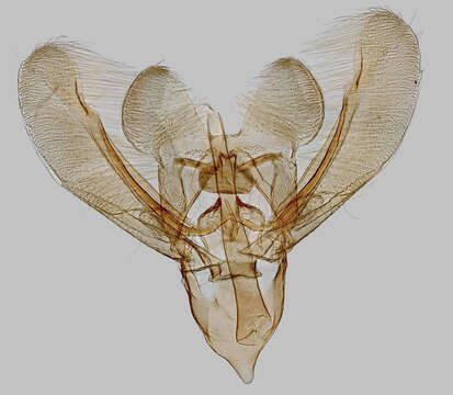 Image of Elachista atricomella Stainton 1849