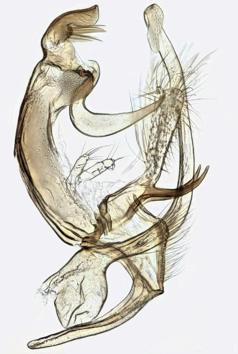 Image de Bryotropha similis Stainton 1854
