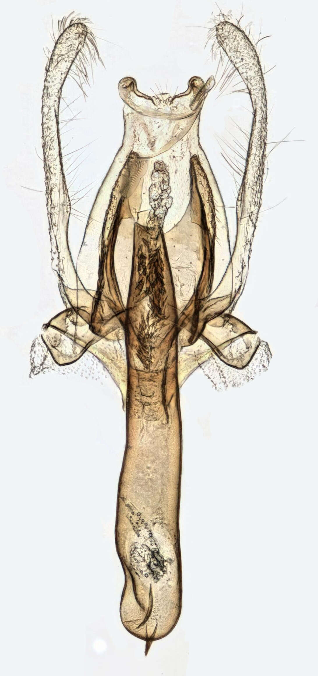 Image of Blastodacna hellerella Duponchel 1839