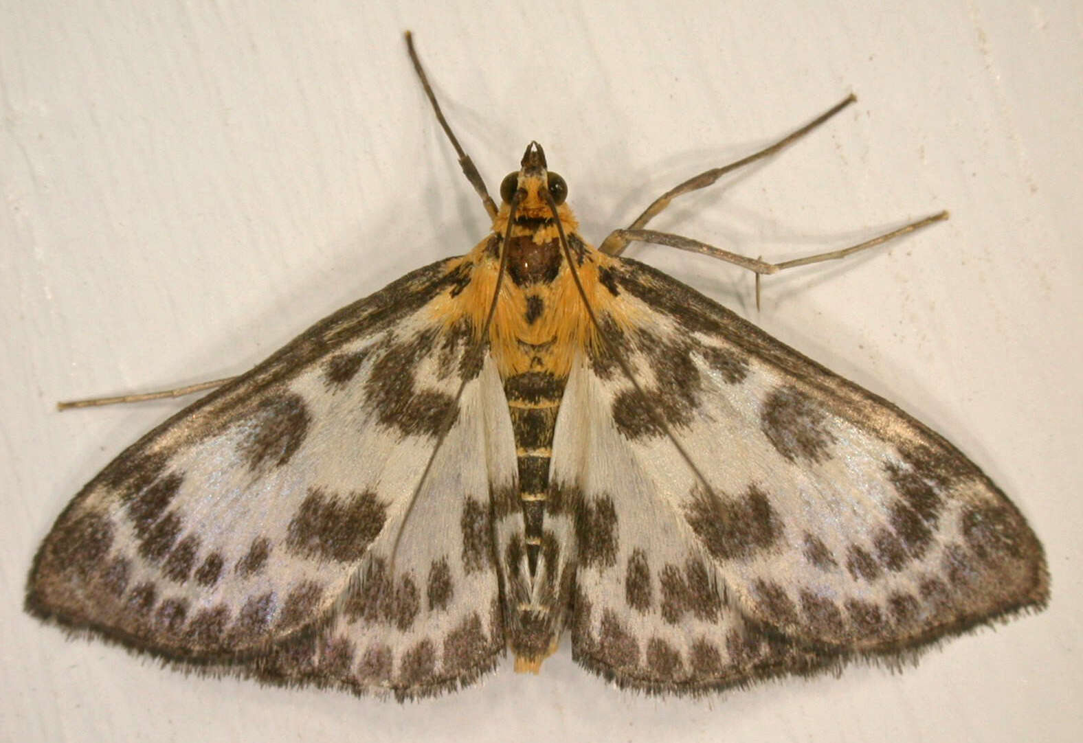 Image of Anania hortulata