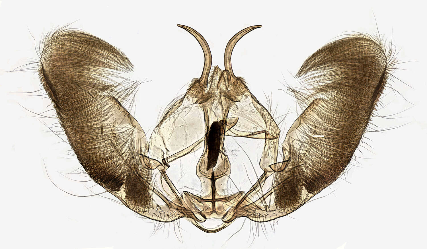 Image of Epinotia nisella Clerck 1759