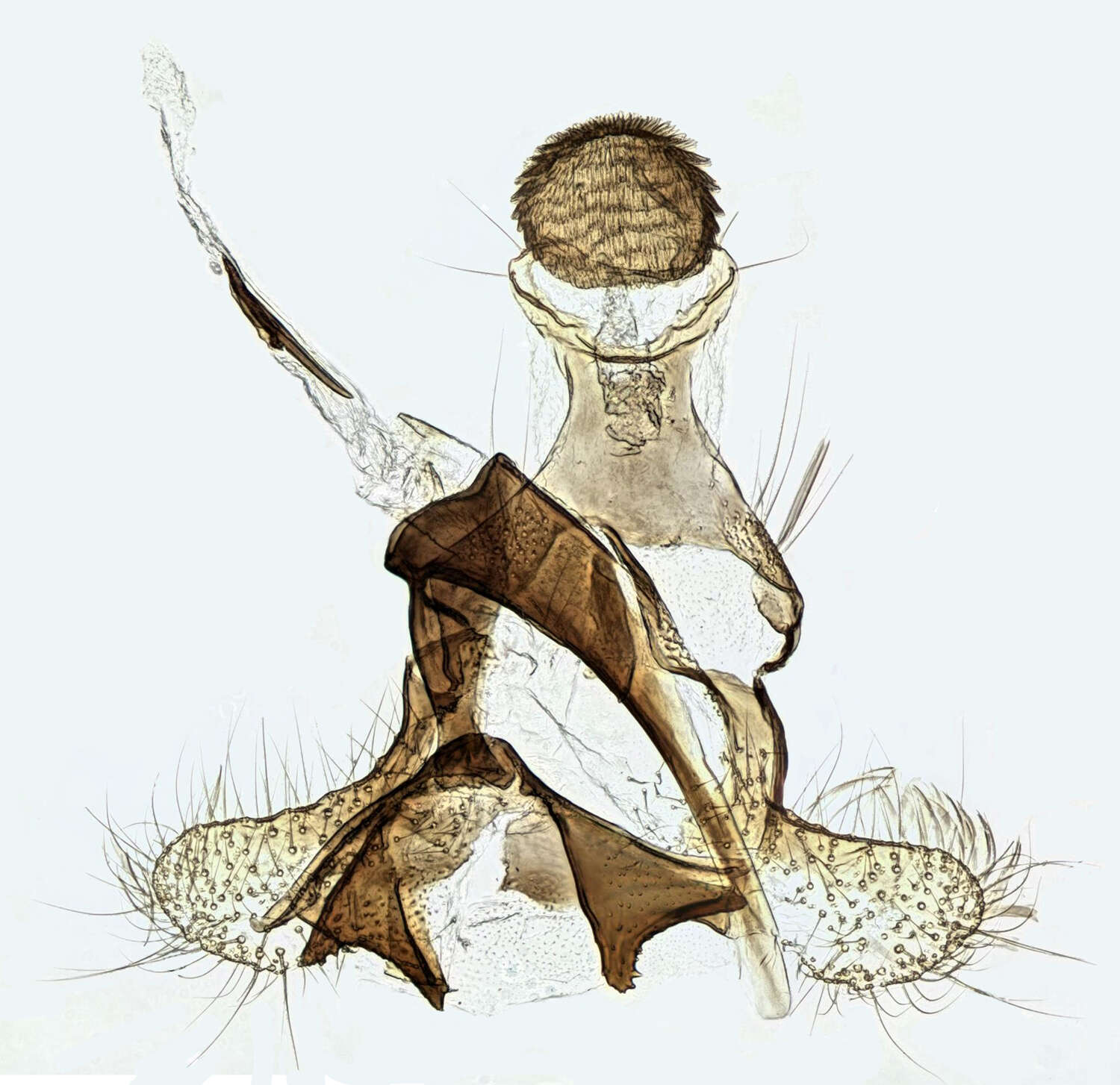 Image of alder bud moth