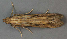 Image of Moth