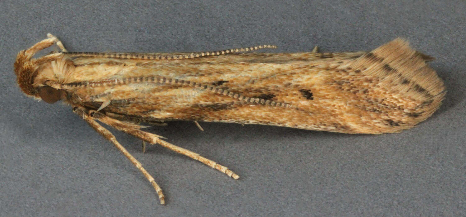 Image of Moth