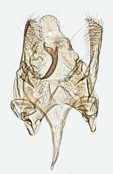 Imagem de Aristotelia ericinella Zeller 1839