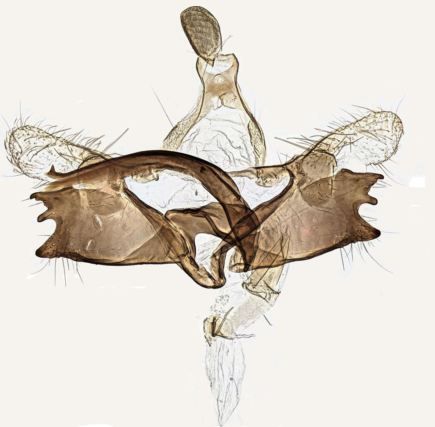 Image of Coleophora striatipennella Nylander & Tengström