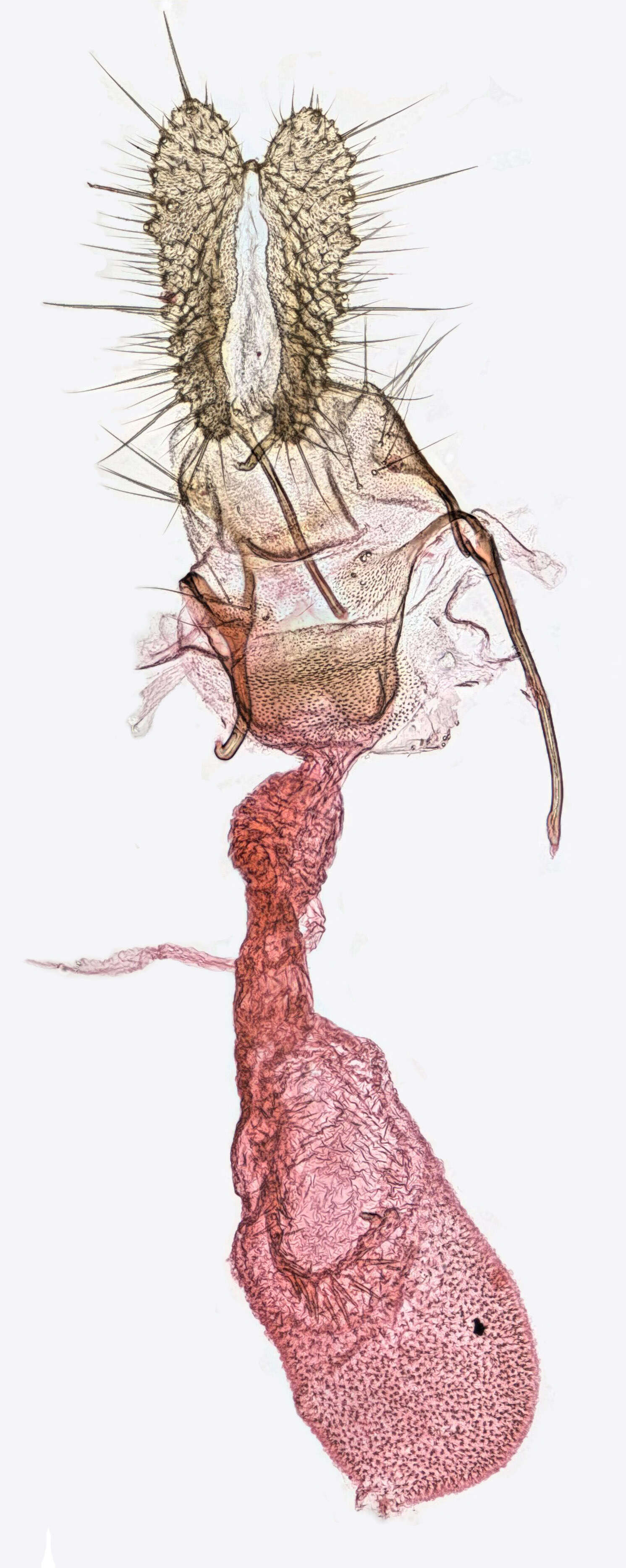 Plancia ëd Gynnidomorpha alismana