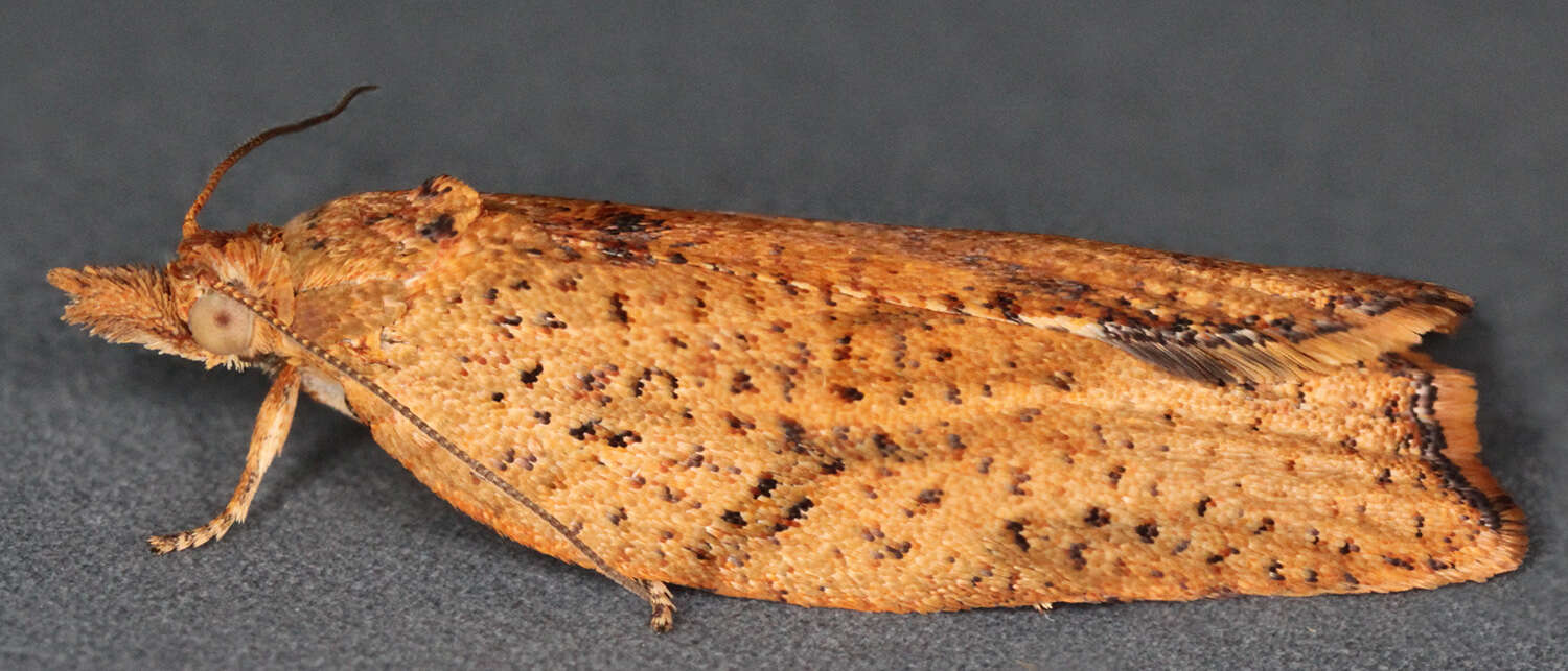 Image of Light brown apple moth