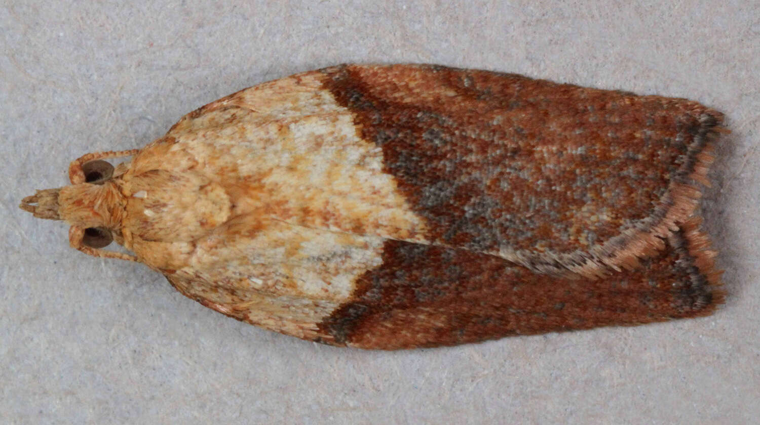 Image of Light brown apple moth