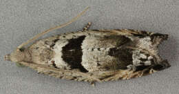 Image of Epinotia ramella Linnaeus 1758