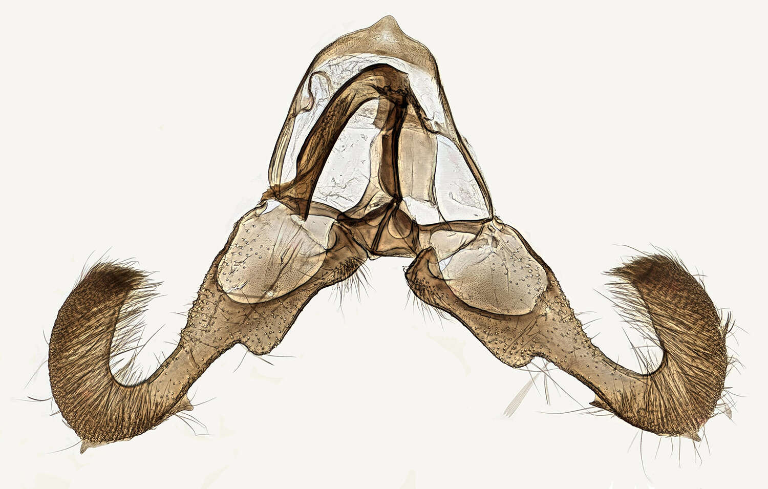 Image of Dichrorampha petiverella Linnaeus 1758