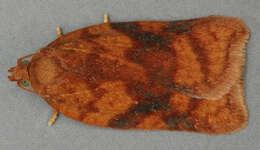 Image of Acleris notana Donovan 1806