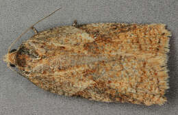 Image of Acleris notana Donovan 1806