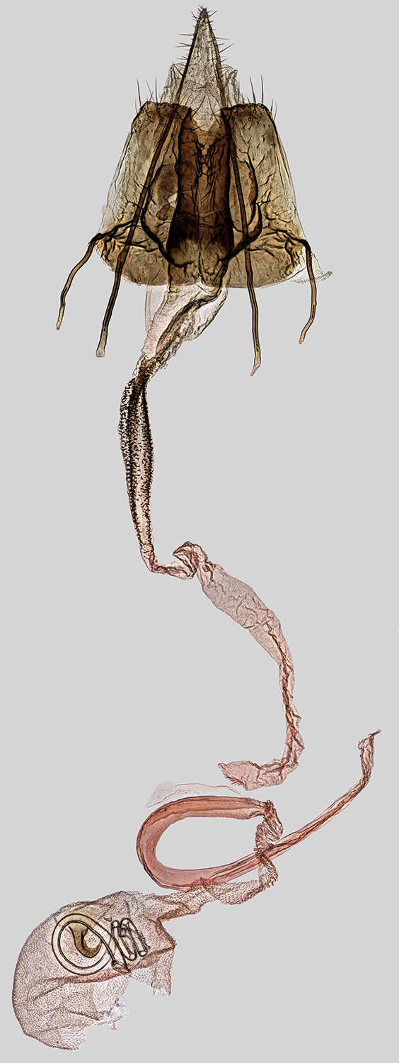 Image of Coleophora striatipennella Nylander & Tengström