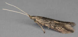 Image of alder bud moth