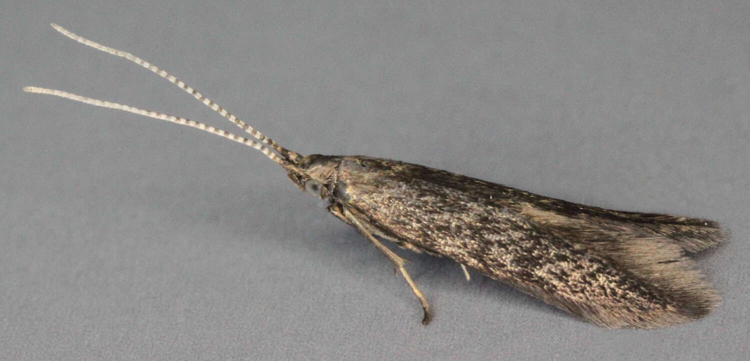 Image of alder bud moth