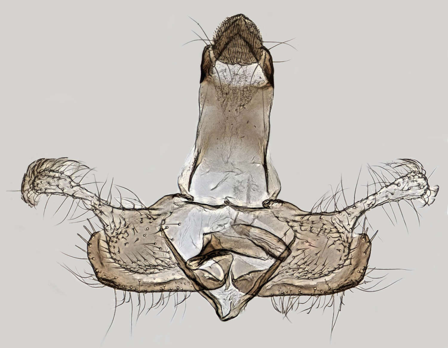 Imagem de Coleophora pyrrhulipennella Zeller 1839