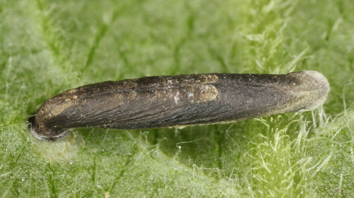 Coleophora paripennella Zeller 1839的圖片