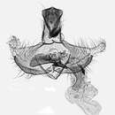 Image of Coleophora orbitella Zeller 1849