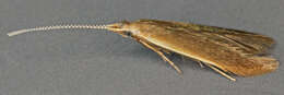 Image of Moth