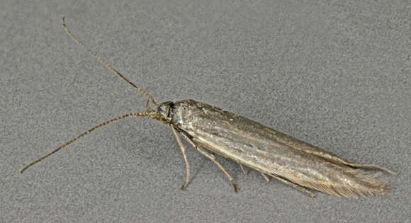 Image of Coleophora adjunctella Hodgkinson 1882