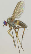 Image of Diaphorus oculatus (Fallen 1823)