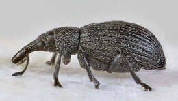 Image of Perapion curtirostre