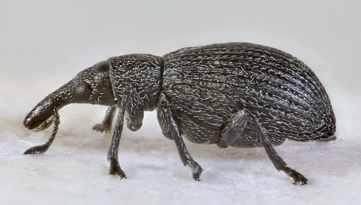Image of Perapion curtirostre