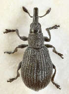 Image of Perapion curtirostre