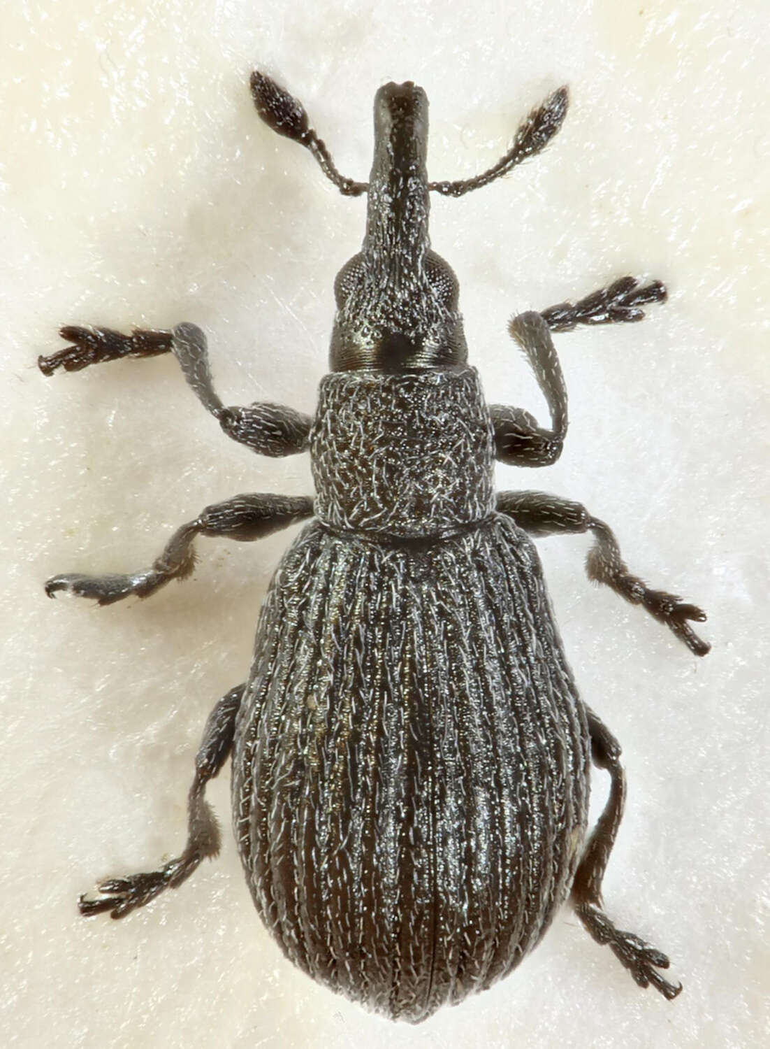 Image of Perapion curtirostre