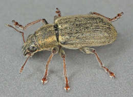 Image of Pea Leaf Weevil