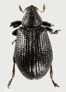 Image of Rhamphus pulicarius Billberg 1820