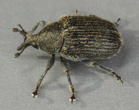 Image of Weevil