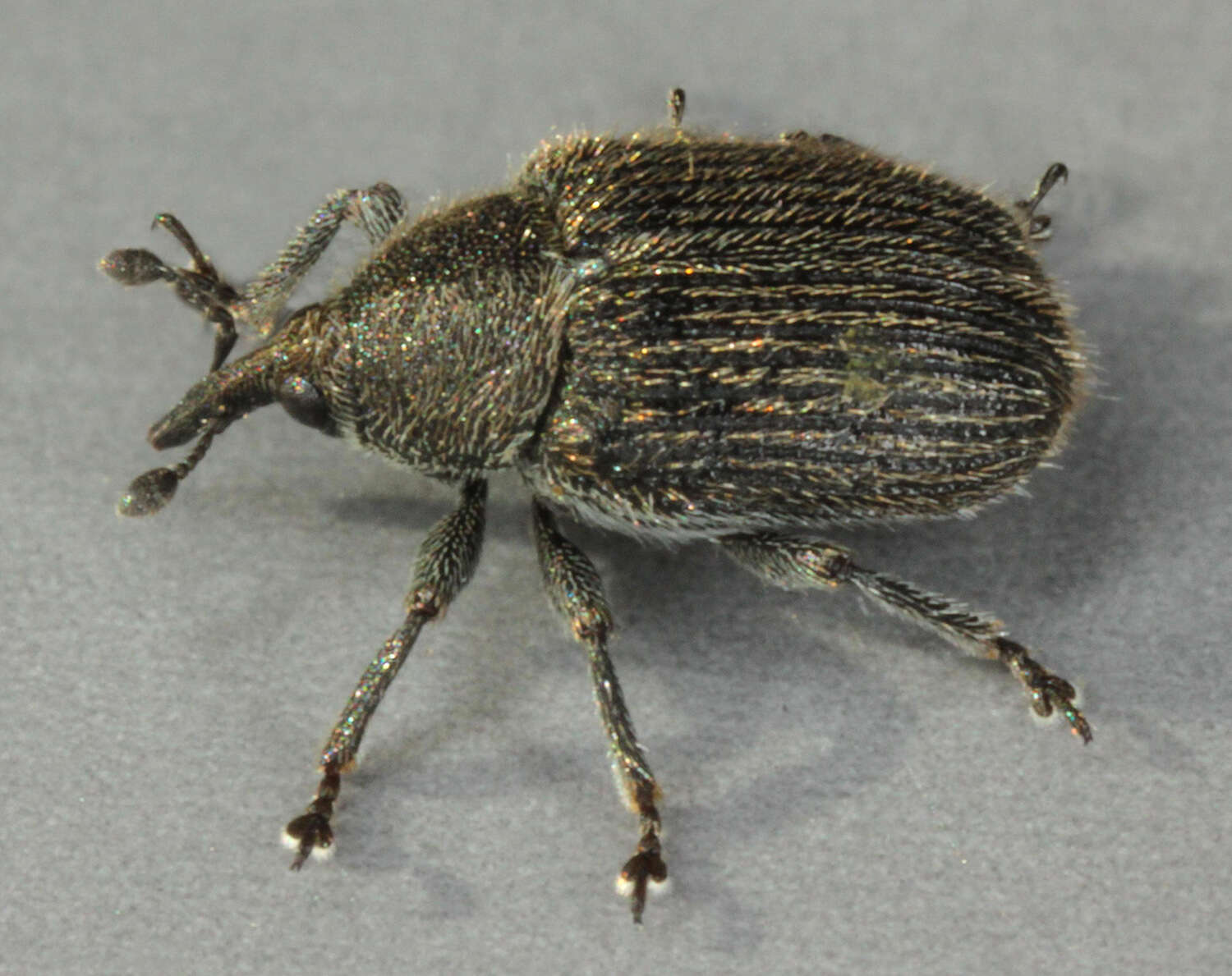 Image of Weevil