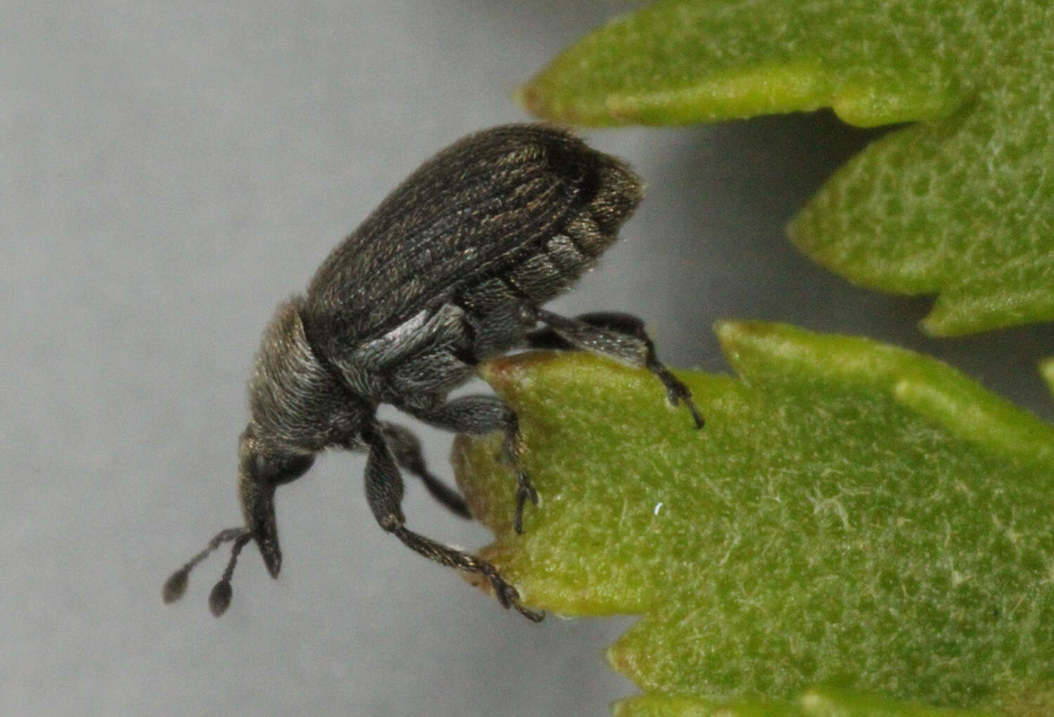 Image of Weevil