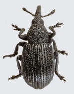 Image of Omphalapion hookerorum