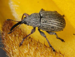 Image of Exapion ulicis