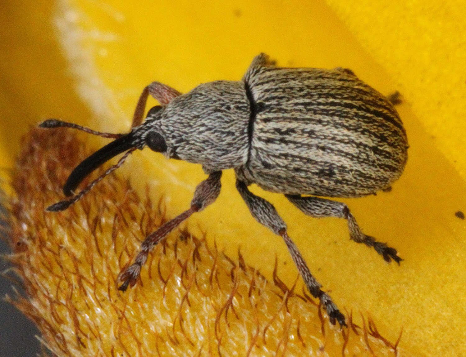 Image of Exapion ulicis