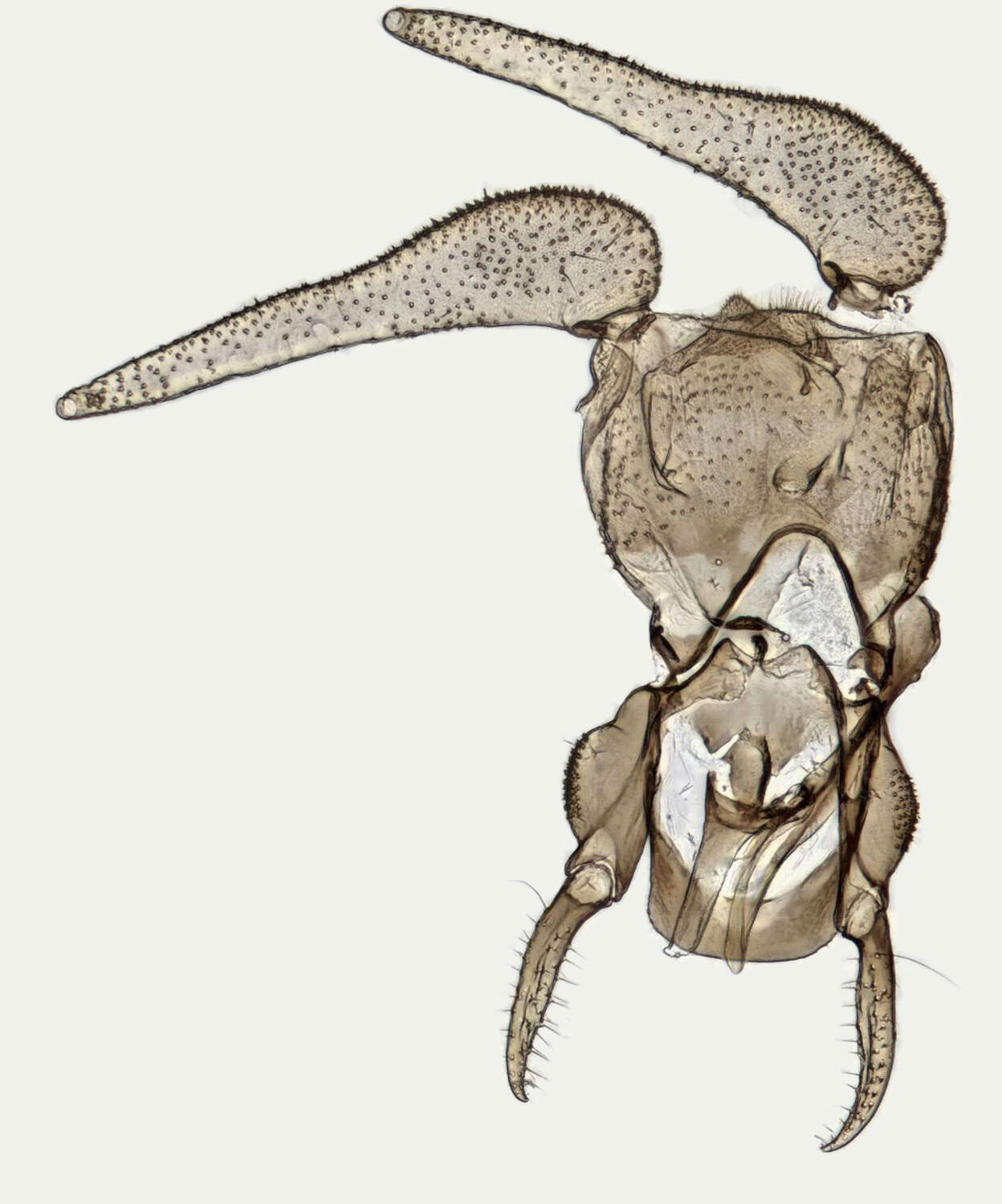 Image of Moth fly