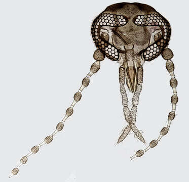 Image of Moth fly