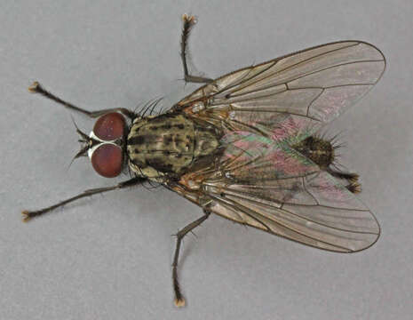 Image of Hylemya vagans (Panzer 1798)