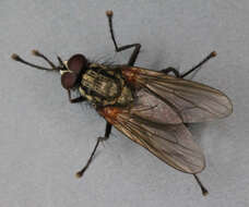 Image of Root-maggot fly