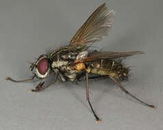 Image of Root-maggot fly