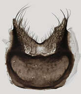Plancia ëd Egle ciliata (Walker 1849)