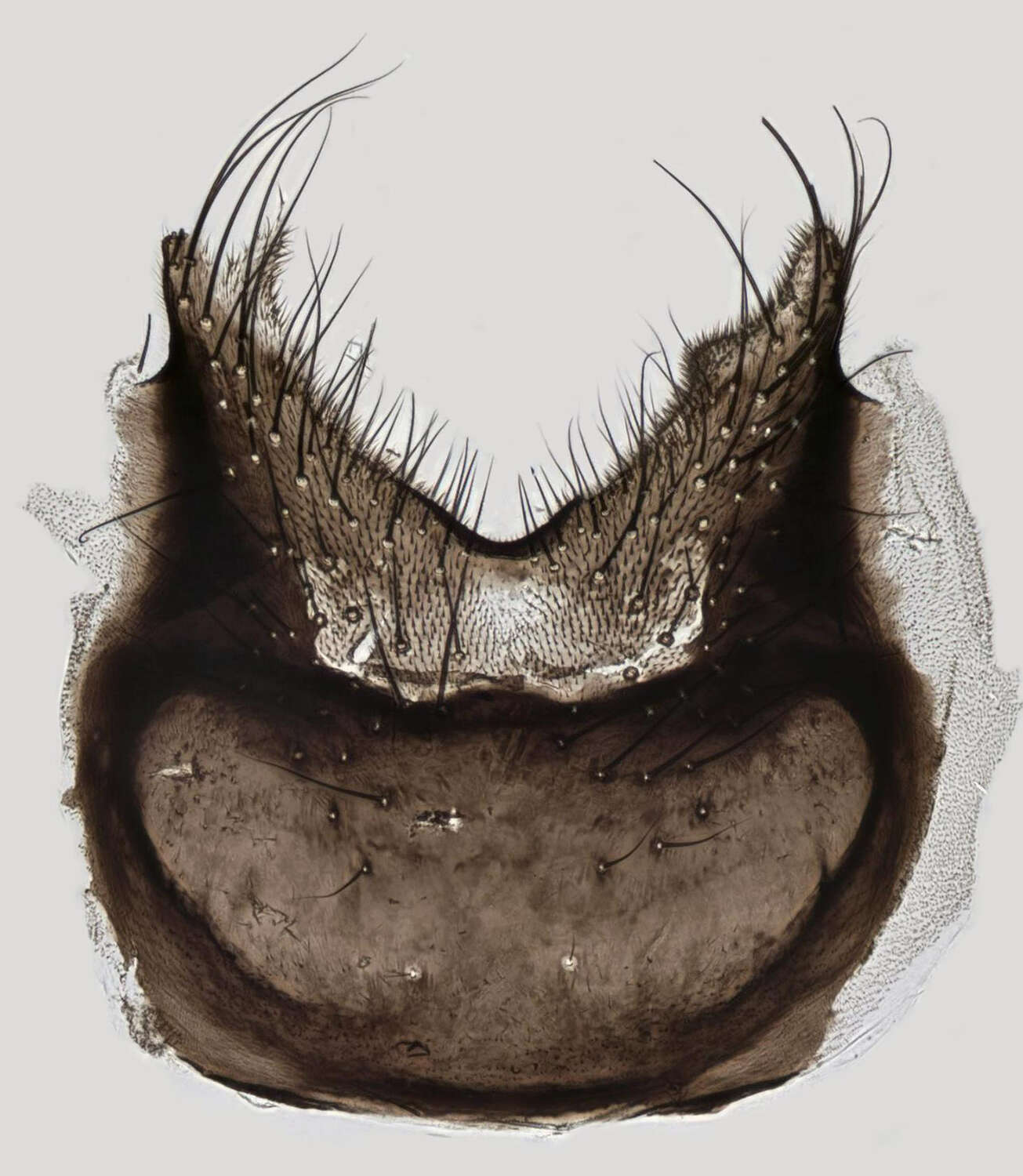 Imagem de Egle ciliata (Walker 1849)